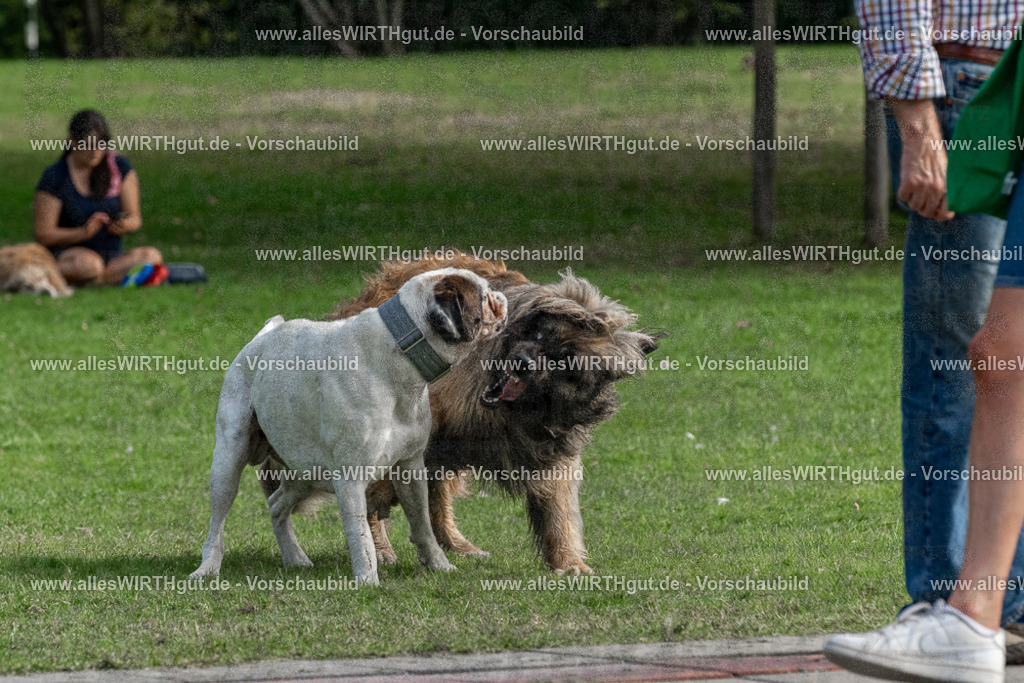 Hundeschwimmen_Volksbad_2026-allesWIRTHgut_Tierfotografie-2609061501-FAY07068 | Professionelle Tierfotografie in Mönchengladbach von Daniel Wirth (allesWIRTHgut). Liebevolle & natürliche Bilder von Hunden & Katzen für unvergessliche Erinnerungen.