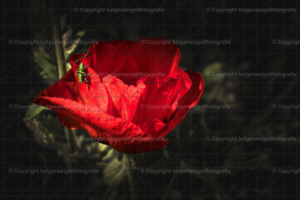 20230529154135D75_4528 | Kaufen sie online außergewöhnliche Fotografien auf Leinwand Acrylglas Fotoprint Aludibond von holgerweigeltfotografie - Realisiert mit Pictrs.com