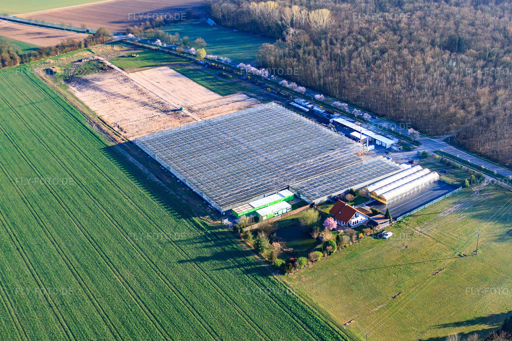 Luftbild: Gewächshäuser von Fehmel Gemüse im Ortsteil Dreihof in Essingen im Bundesland Rheinland-Pfalz in Deutschland. – Foto: IMG_63223.jpg vom 20.03.2014 durch Werner Riehm/FLY-FOTO.de – Auflösung des Originals: 4752 x 3168 px – Fesa