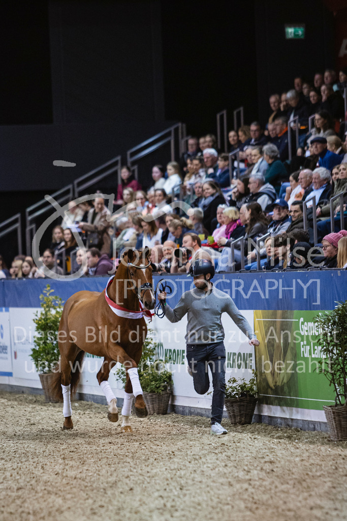 250108_Muenster_Hengstpräsentation-107 | Deine schönsten Turniermomente als professionelle Fotos! Entdecke hochwertige Pferdesport-Fotografie im Online-Shop. Jetzt Fotos finden & bestellen!