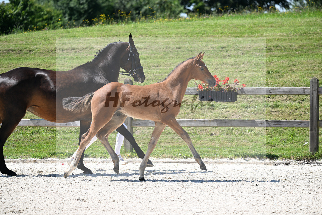 Kat-Nr. 19 Ermitage Kalone x Diaroado_HF_Hansmeyer_24250474 | hf-fotografie - Realisiert mit Pictrs.com