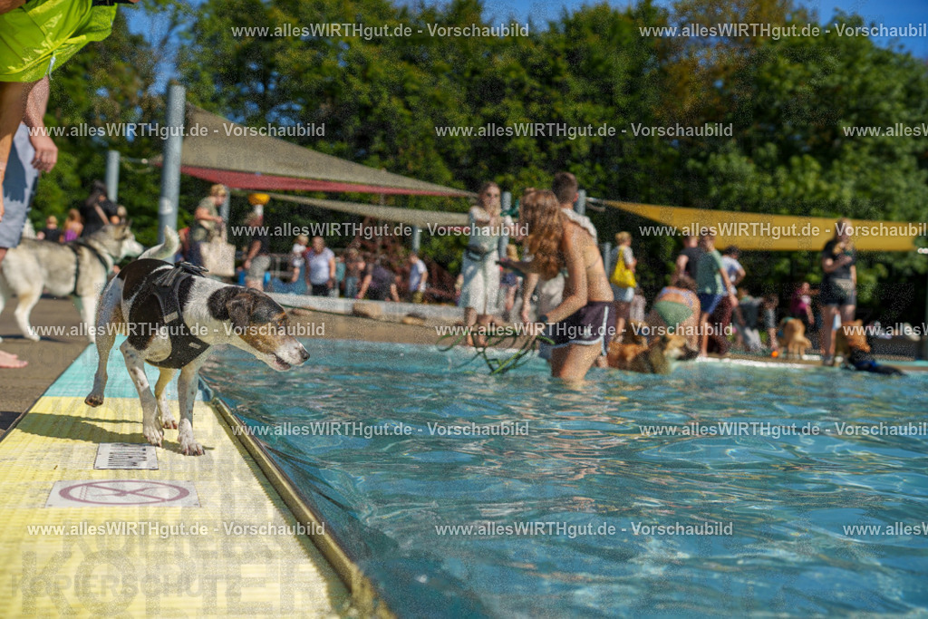 allesWIRTHgut Tierfotografie - allesWIRTHgut.de - 7IV08322 | Professionelle Tierfotografie in Mönchengladbach von Daniel Wirth (allesWIRTHgut). Liebevolle & natürliche Bilder von Hunden & Katzen für unvergessliche Erinnerungen.