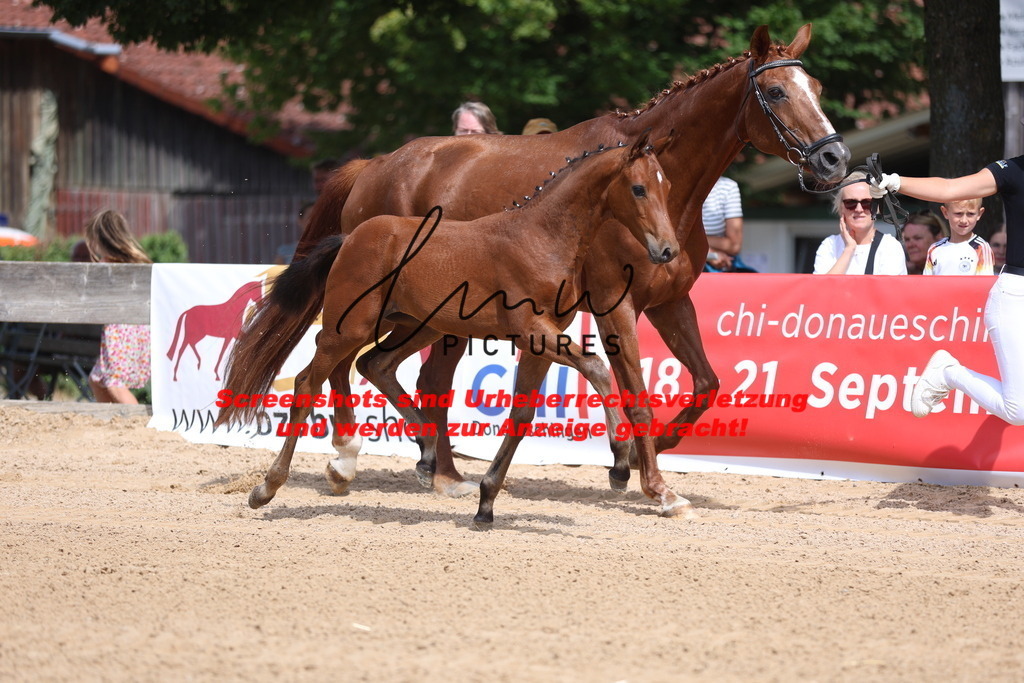 Fohlenschau_Schwäbisch_Hall_dressurbetonte_Fohlen_KN 6_6 | lmwpictures - Realisiert mit Pictrs.com