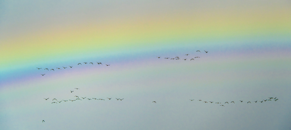 Magischer Vogelflug durch den Regenbogen | Ein zauberhaftes Naturschauspiel über der Nordseeinsel Texel: Schwärme von Vögeln ziehen in eleganten Formationen vor einem sanft leuchtenden Regenbogen über den Himmel. Die meisterhaften Pastor- und Pastelltöne des Spektrums verschmelzen mit der kühlen Eleganz der Wolkenwand. Dieses seltene Zusammenspiel aus Leichtigkeit, Dynamik und farbenfroher Magie weckt ein Gefühl von Freiheit und Unbeschwertheit. Ein poetischer Augenblick, der die grenzenlose Weite der Inselnatur perfekt einfängt. - Realisiert mit Pictrs.com