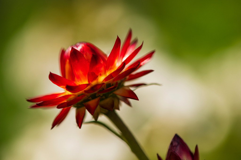 2023_08_13_HH-BOTANISCHER-GARTEN_MCP1519 | Hochwertig gedruckte Fotografien für die Wand, als Kalender und zum Verschenken. Hamburg & Norddeutschland und überall wo ich mit der Kamera unterwegs war.
