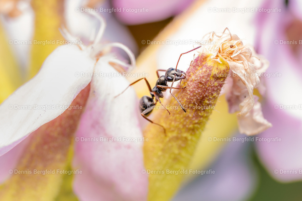 Ameise 1 | Entdecken Sie Natur, Makro und Tierfotografie von Dennis Bergfeld.Besondere Momente und Details der Natur, hochwertig als Foto und Wandbild erhältlich. - Realisiert mit Pictrs.com