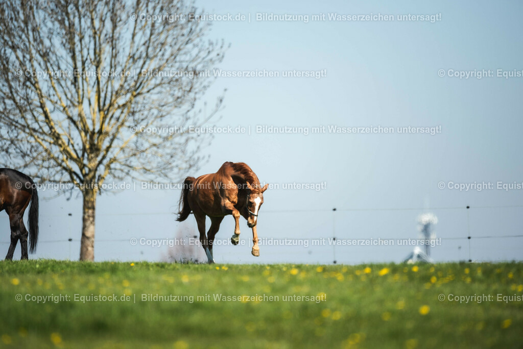 20210426_Pferd-auf-Koppel_0007 | equistock