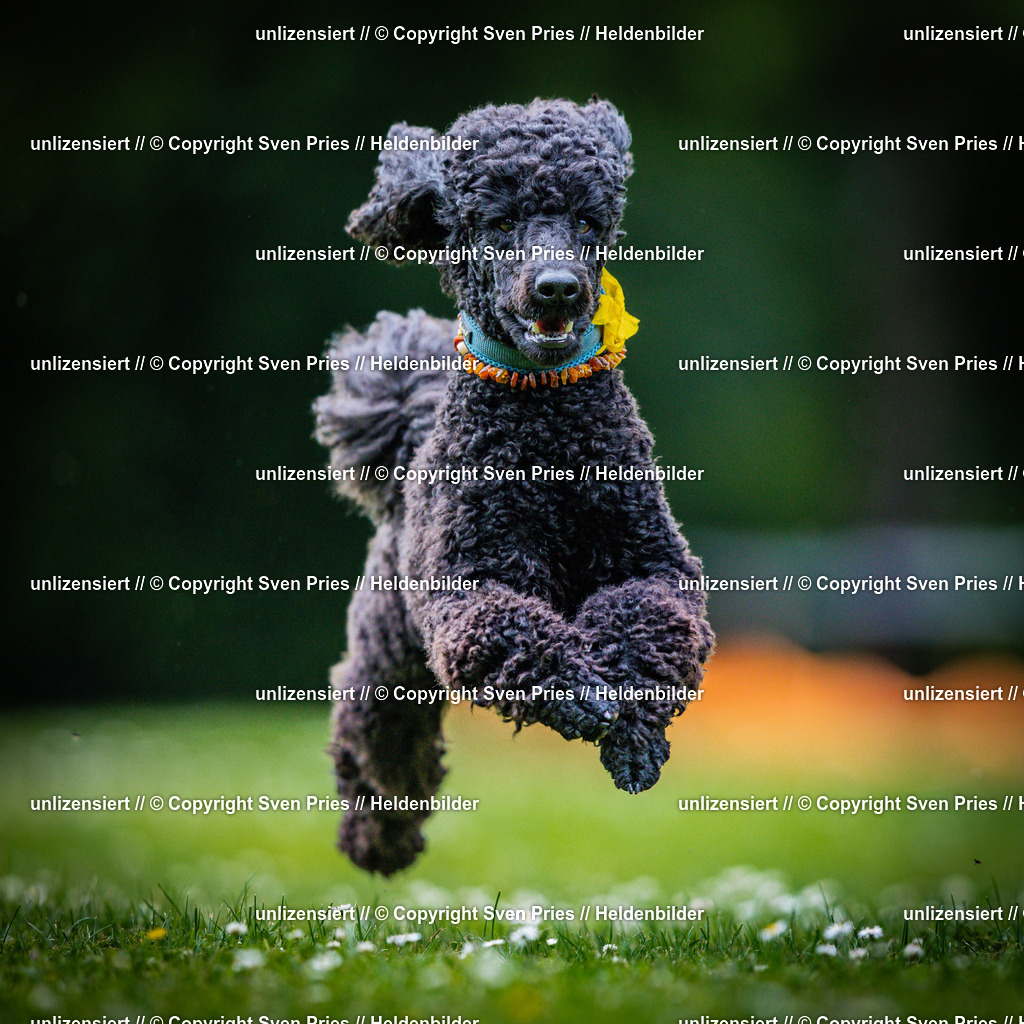 Sven Pries | 2025-05-29 - Pudelrennen KA-Durlach - Realisiert mit Pictrs.com