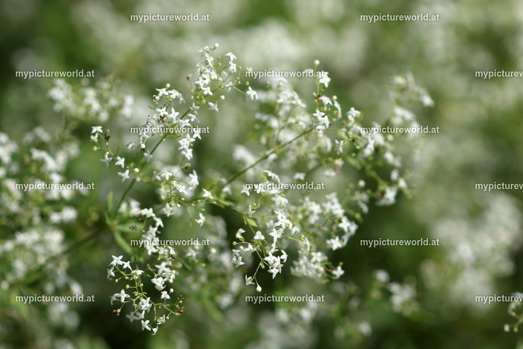 Weißes Labkraut-002 | Das Bilderarchiv über Tiere, Planzen und Landschaften. In der Bilddatenbank finden Sie ein große Auswahl an hochwertigen Bilder für Ihre Werbung - Realized with Pictrs.com