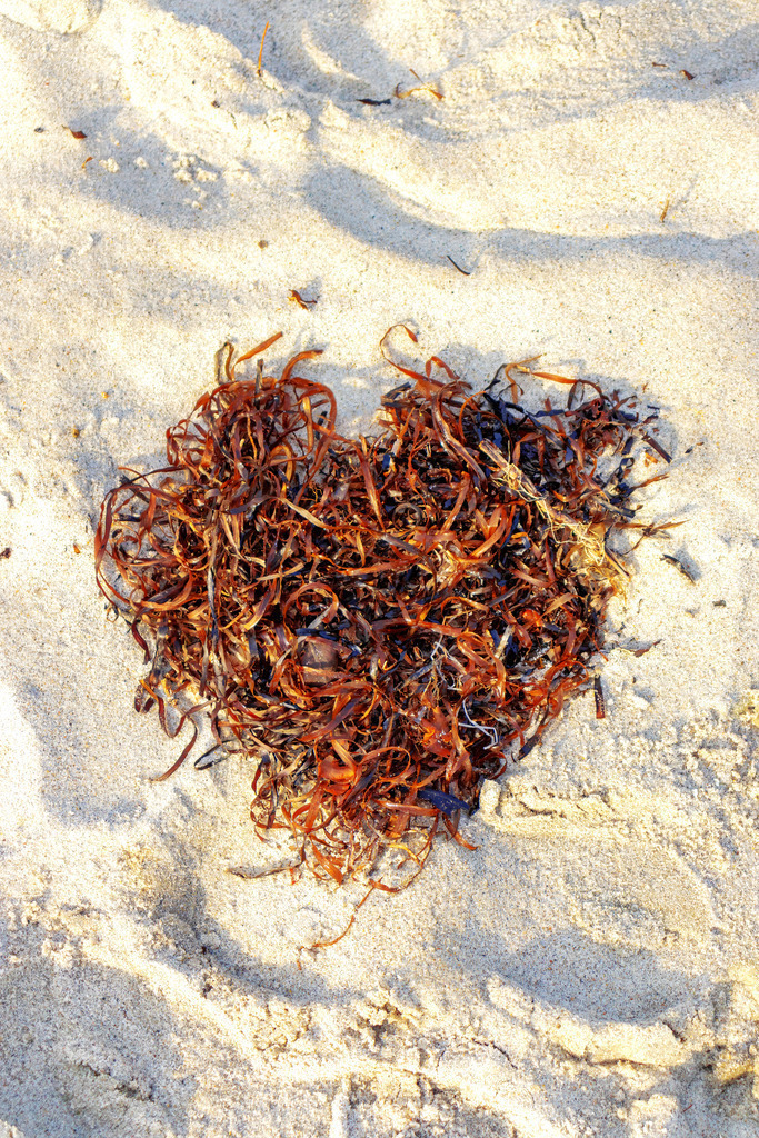 Leinwand: Natürliche Liebe – Seetang in Herzform am Sandstrand | Die beruhigende Kraft der Natur mit einer besonderen Symbolik – dieses Wandbild zeigt Seetang in Herzform am Ostseestrand. Die natürliche Komposition aus dunklem Seetang auf hellem Sand vermittelt eine harmonische und beruhigende Bildwirkung. Das Herz aus Seetang wirkt wie eine spontane Geste der Verbundenheit – still, schlicht und kraftvoll zugleich. Ein stilles Zeichen der Nähe zur Natur – ideal für Räume, die Natürlichkeit, Ruhe und eine persönliche Note ausstrahlen sollen. - Realisiert mit Pictrs.com
