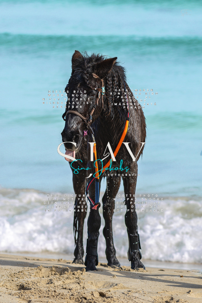 IMG_3266 | s-jay-photography - Realisiert mit Pictrs.com