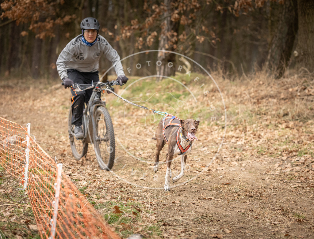 Pfotenfotografie_DV3A2847 | Hundefotografie, Tierfotograf, Pfotenfotografie, Fotoshooting Hund, Hunde Portrait, Hundesport, Hundeportraits, Heideshooting, Hunde, Sportfotograf, Hundefotograf, Turnierhundsport, THS,  - Realisiert mit Pictrs.com