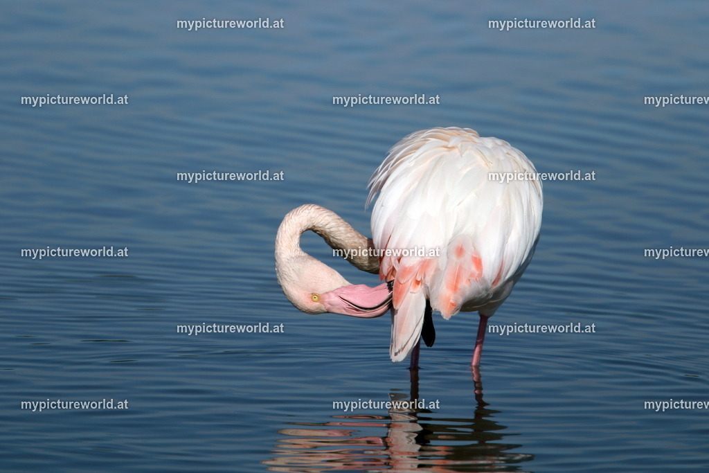 Rosaflamingo-069 | Das Bilderarchiv über Tiere, Planzen und Landschaften. In der Bilddatenbank finden Sie ein große Auswahl an hochwertigen Bilder für Ihre Werbung - Realisiert mit Pictrs.com