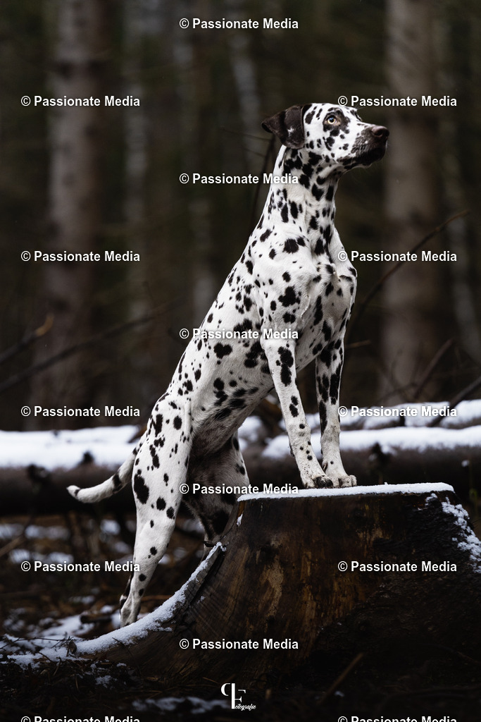 _DSC1576 | Passionate Media, dein Fotograf aus Brandenburg, Märkisch Oderland, im Bereich Motorsport, Autos und Motorräder sowie Events und auch Hunde. Shootings oder auch Eventbegleitungen können bei mir gebucht we