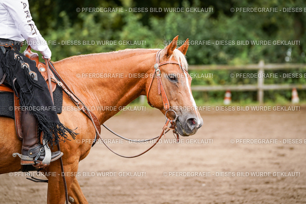 DSC06842 | Pferdegrafie