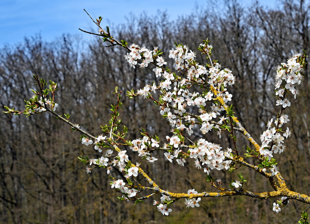 Kirschblüte03 | lucisnaturbilder - Realisiert mit Pictrs.com