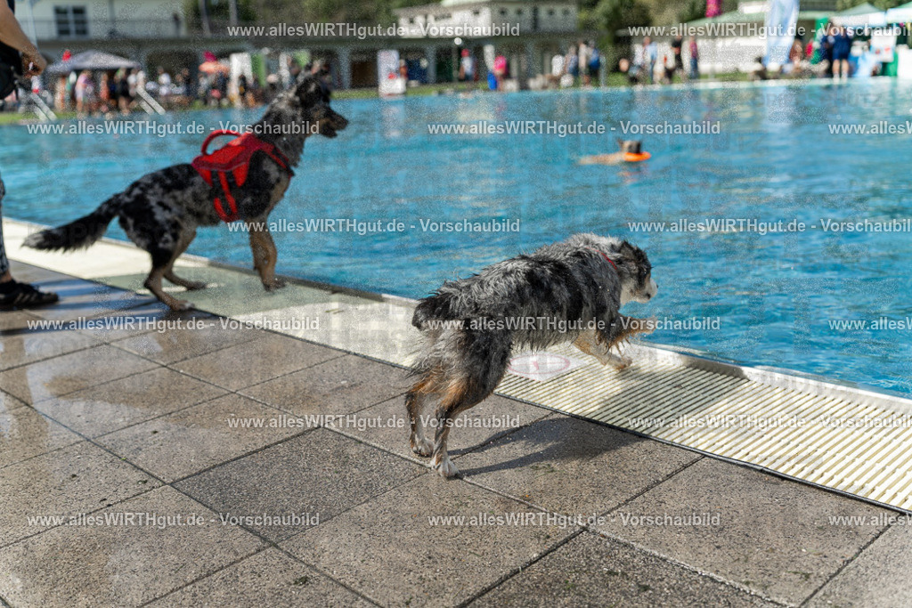 Hundeschwimmen_Volksbad_2026-allesWIRTHgut_Tierfotografie-2609061211-112131-7R500262 | Professionelle Tierfotografie in Mönchengladbach von Daniel Wirth (allesWIRTHgut). Liebevolle & natürliche Bilder von Hunden & Katzen für unvergessliche Erinnerungen.