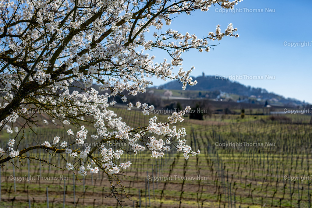 Mandelbluete-Bergstrasse-Weinberge-Fruehling-hessische-bergstrasse-Bensheim-Heppenheim-Fotografie-Thomas_neu-1243 | Die Mandelblüte an der Hessischen Bergstraße gehört zu den schönsten Frühlingsmomenten der Region. Ein blühender Mandelbaum steht oberhalb der Weinberge zwischen Bensheim und Heppenheim und bietet einen weiten Blick über die Rebenlandschaft.  Die Kombination aus blühenden Mandelbäumen, Weinbergen und der sanften Landschaft der Bergstraße macht diese Szene zu einem typischen Motiv des Frühlings in Südhessen.,Bild: Thomas Neu