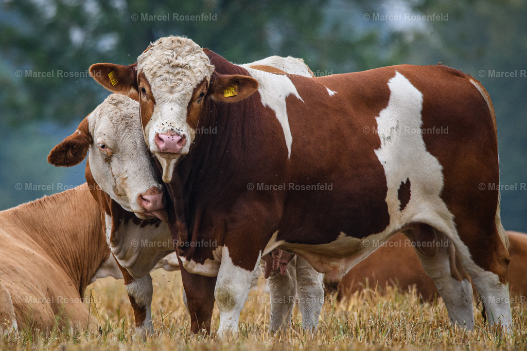 _DSC2722 | foto-rosenfeld
