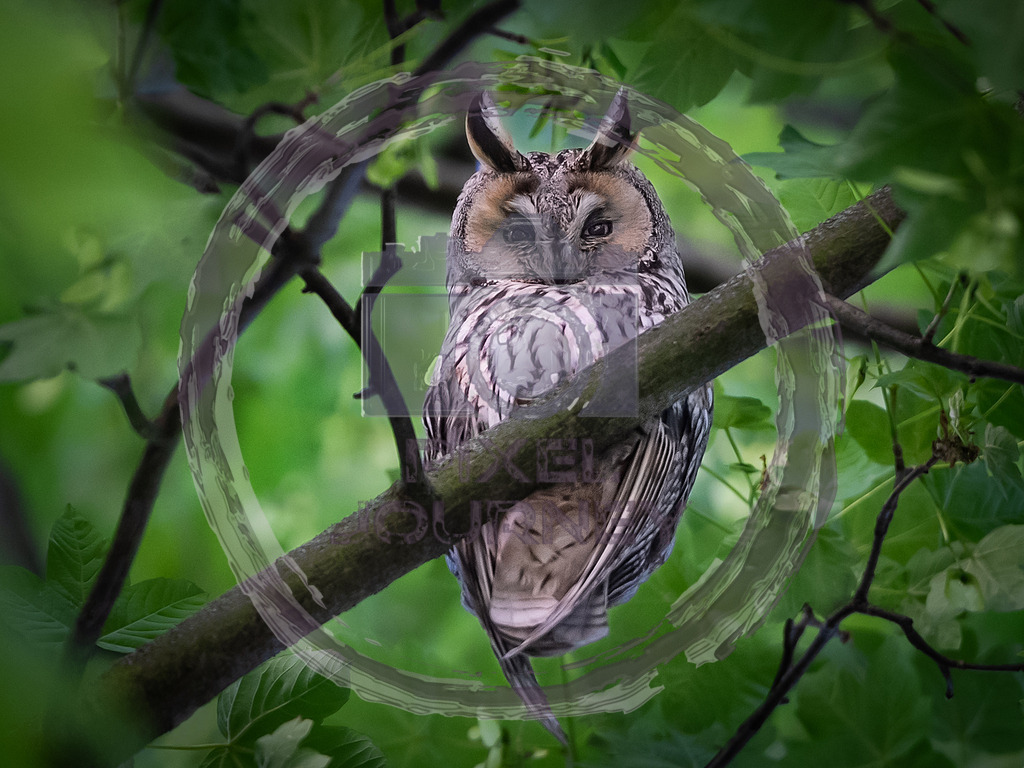 Leipzigs_Nachtschwärmer | Fotograf, Fotografin, Portraitfotograf, Kunstfotograf, Fotoshop Fineart, Fotoshop Kunstfotografie, Fotos kaufen, Pixeljourney, Doreen Riedel, Natur, Tiere, Architektur, Kunst, Makro