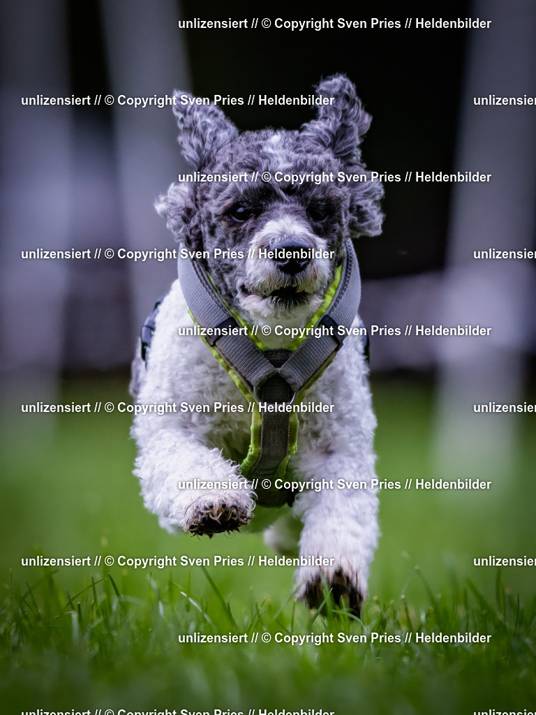 Sven Pries | 2024-10-19 - Hunderennen Ober-Grombach - Realisiert mit Pictrs.com