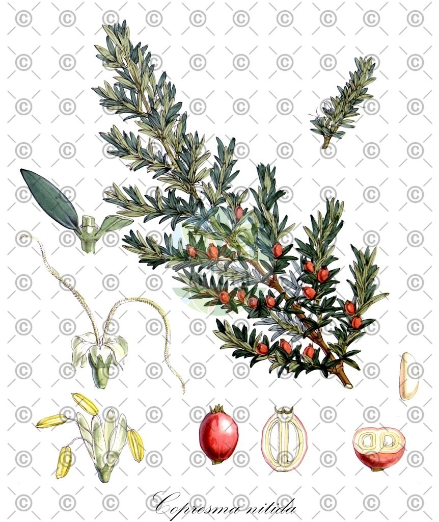 HistAbb_wfo-0000619881_1_ENZY_Simple | Historische Abbildung von Coprosma nitida - Rubiaceae | Historical Illustration of Coprosma nitida - Rubiaceae