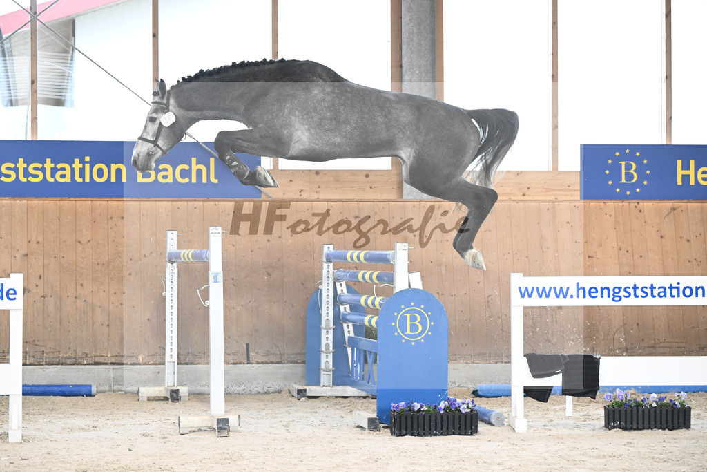 Kat-Nr. 97 Dominard v d Reeberg Z v. Dominator Z_KES GmbH_7240392 | hf-fotografie - Realisiert mit Pictrs.com