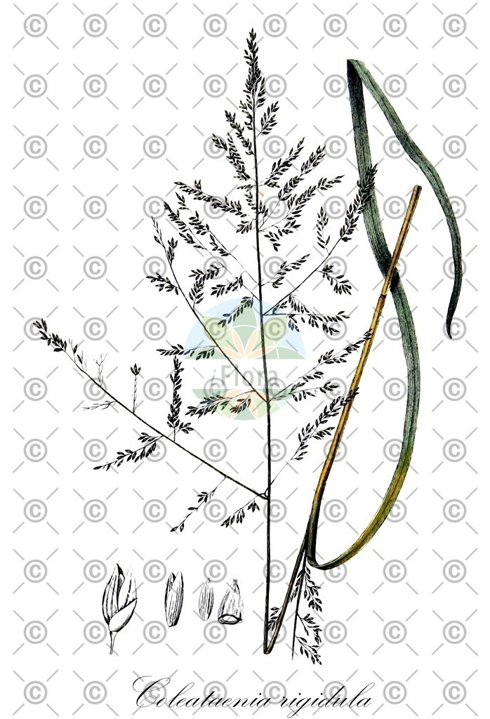 HistAbb_wfo-0001042894_2_ENZY_Simple | Historische Abbildung von Coleataenia rigidula - Poaceae | Historical Illustration of Coleataenia rigidula - Poaceae