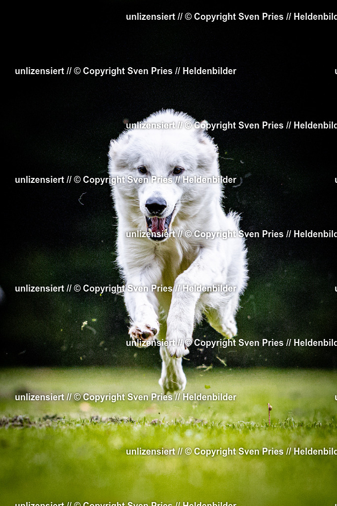 Sven Pries | 2025-10-03 - Hunderennen Obergrombach - Realisiert mit Pictrs.com