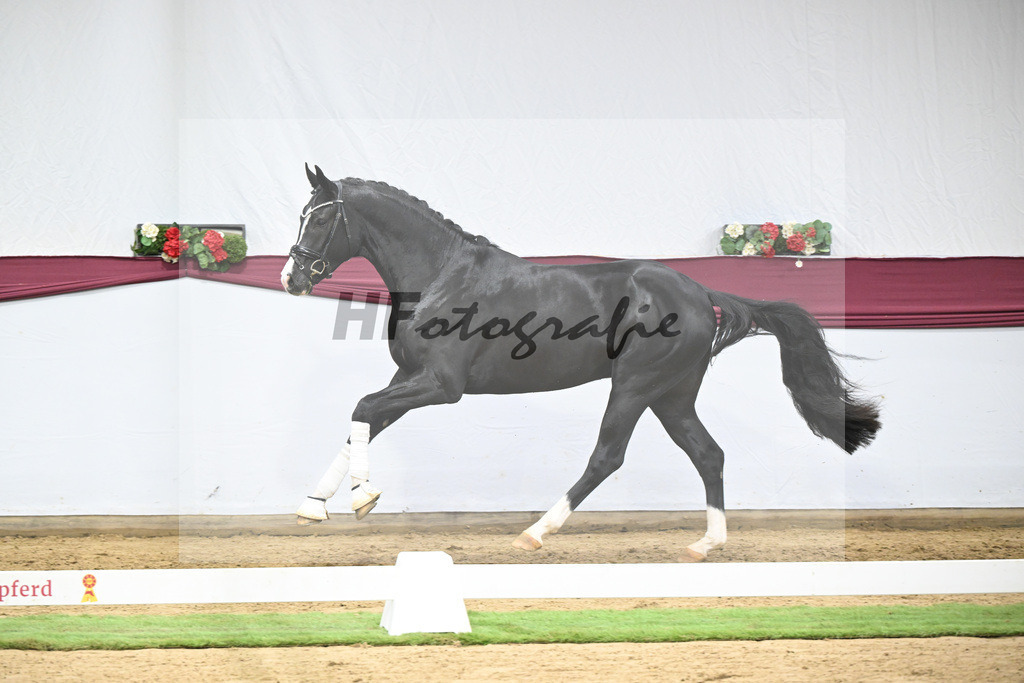 Kat-Nr. 130 Don Romance x Christ_Corinna Raedecke_47254122 | hf-fotografie - Realisiert mit Pictrs.com