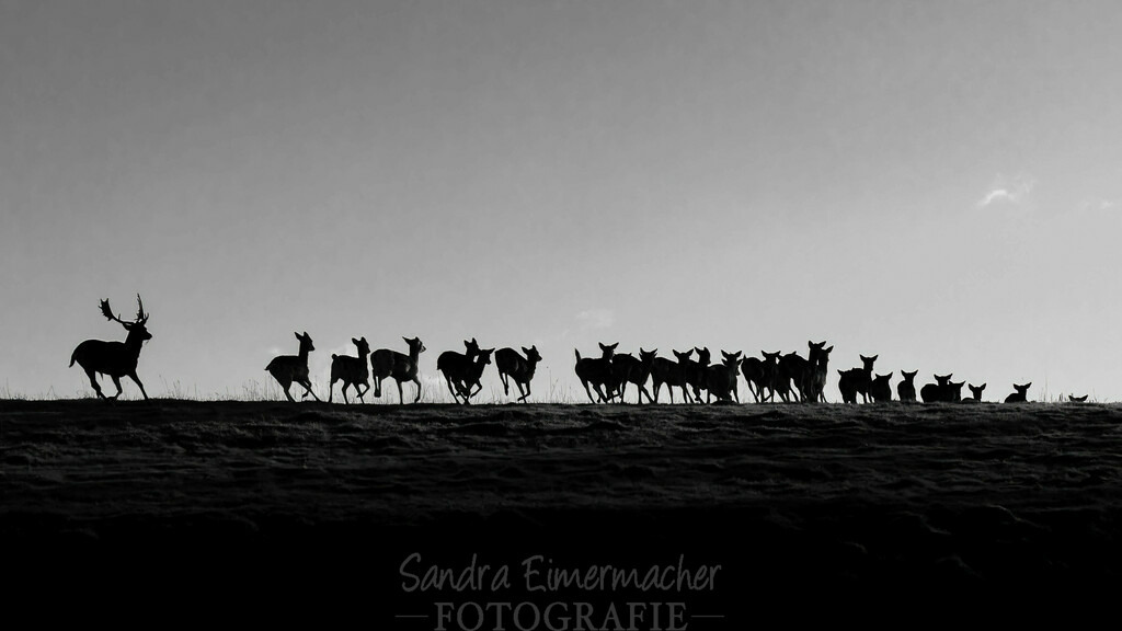 Rotwild beim Sonnenuntergang | Sich an die einzigartigen Momente der Natur und Landschaft sowie die Begegnung mit heimischen wilden Tieren zu erinnern, dies kann man anhand den Bilder der Natur und Landschaftsfotografin Sandra Eimermacher.  - Realisiert mit Pictrs.com