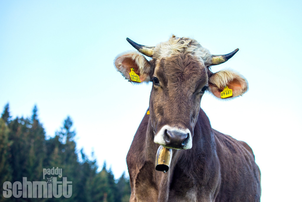 PS-Tiere-2026-64 | Entdecke die größte Bildgalerie der Region mit Fotografien aus dem Allgäu, der Bodenseeregion, Oberschwaben, dem Donautal und der Schwäbischen Alb. Landschaften, Luftaufnahmen und Reisefotografie als Wandbild und Fotokunst. - Realisiert mit Pictrs.com