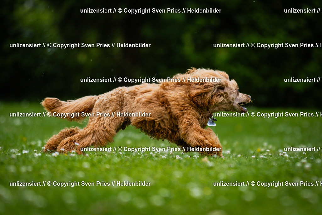 Sven Pries | 2025-05-29 - Pudelrennen KA-Durlach - Realisiert mit Pictrs.com