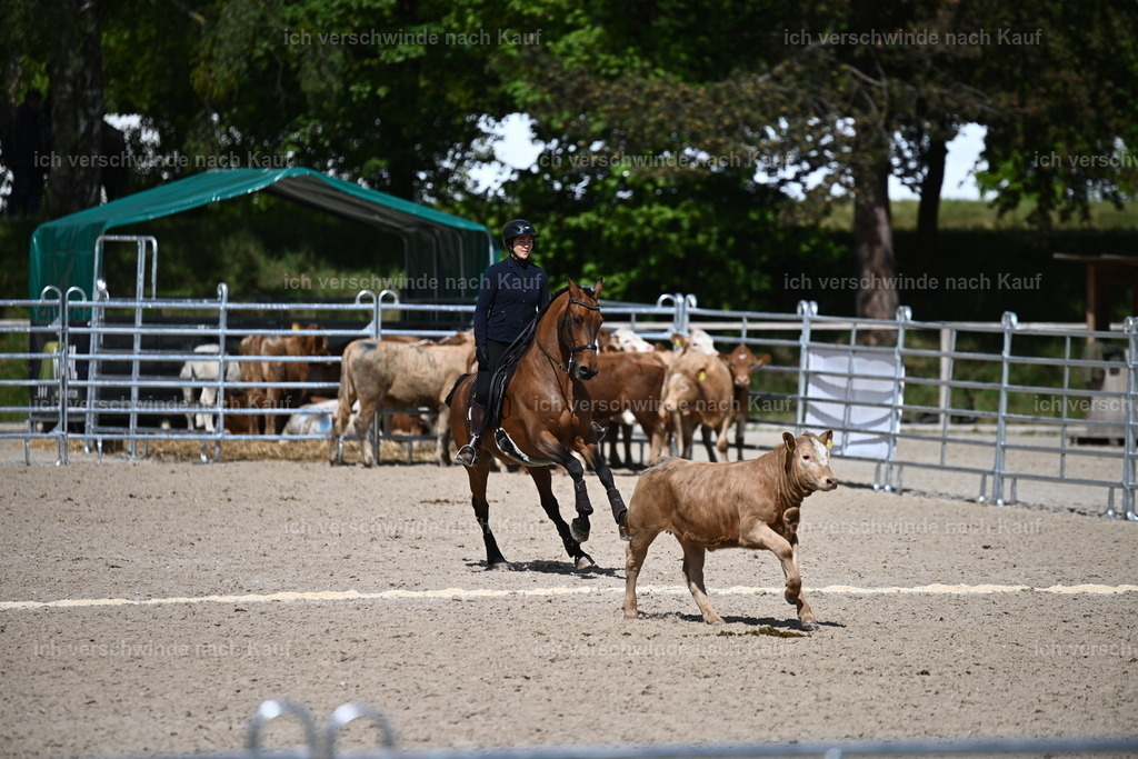 PI26_COW_Sara Landvogt226_7371.JPG | working equitationturnier fotograf videograf stoibphotography marixx film working equitation deutschland reitsport turnierfotografie eventfotografie equestrian events
