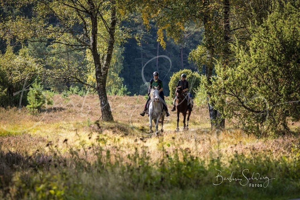 DdLH-WehlenerHeide_2025-09-20_149 | Stimmungsvolle Fotografie von Pferden, fotografische Begleitung von Veranstaltungen, Golfturnieren und Distanzritten - Realisiert mit Pictrs.com