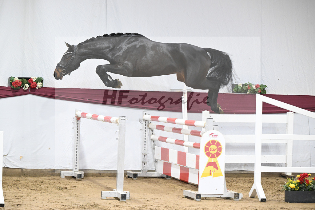 Kat-Nr. 85 Heartbreaker x Diarado_Juergen Laue_47252872 | hf-fotografie - Realisiert mit Pictrs.com