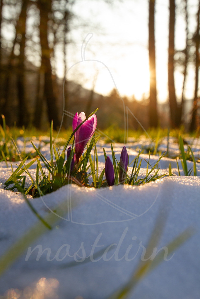 Krokus | Ihre Fotografin im Lungau, ihre Fotografin im Mostviertel, Wandbilder Onlineshop, Imagefotos für Ihr Unternehmen,  - Realisiert mit Pictrs.com