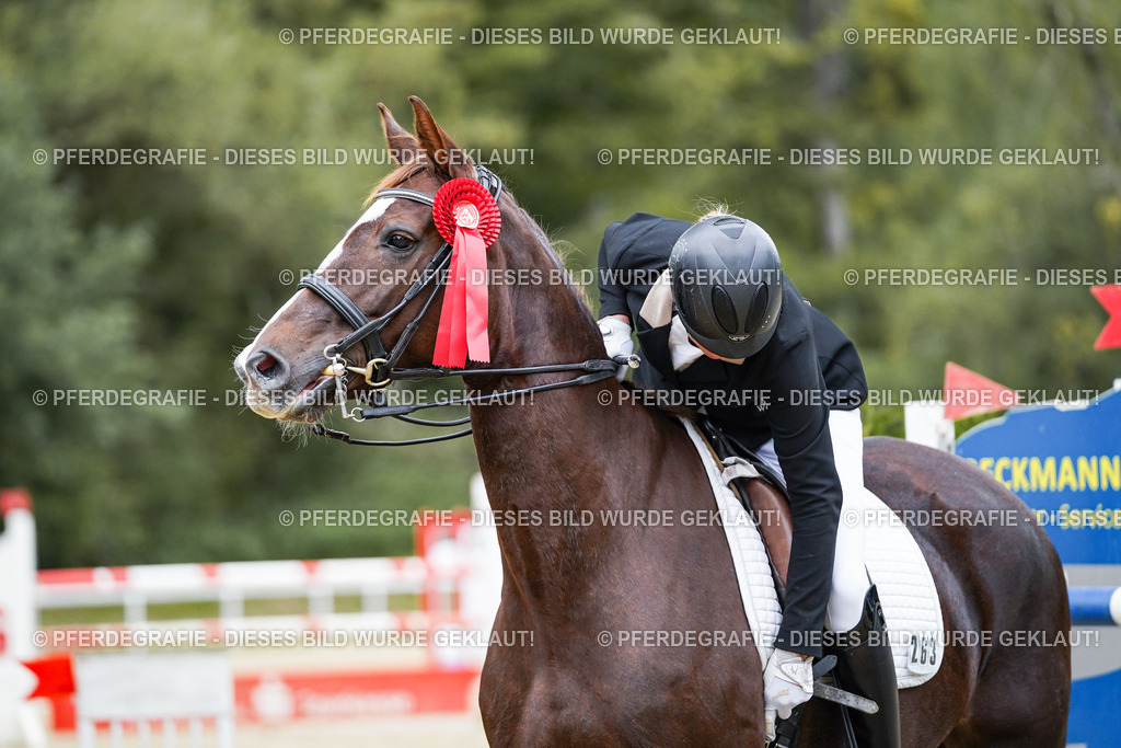 DSC02608 | Pferdegrafie