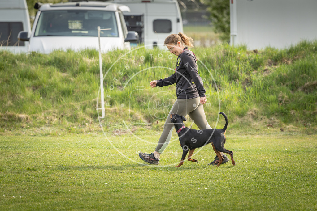 Pfotenfotografie_DV3A5004 | Hundefotografie, Tierfotograf, Pfotenfotografie, Fotoshooting Hund, Hunde Portrait, Hundesport, Hundeportraits, Heideshooting, Hunde, Sportfotograf, Hundefotograf, Turnierhundsport, THS,  - Realisiert mit Pictrs.com