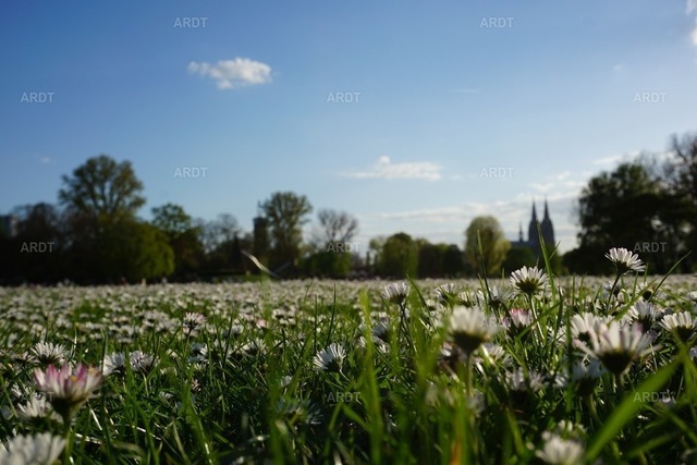 Kölner Bilder 7 | Rheinpark