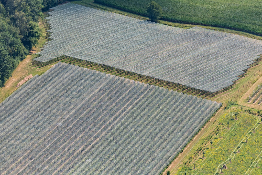 dr__0016185.jpg | FRIEDRICHSHAFEN 03.08.2018 Baumreihen einer Obstanbau- Plantage auf einem Feld in Friedrichshafen im Bundesland Baden-Württemberg, Deutschland. // Rows of trees of fruit cultivation plantation in a field in Friedrichshafen in the state Baden-Wurttemberg, Germany. Foto: Daniel Reiter