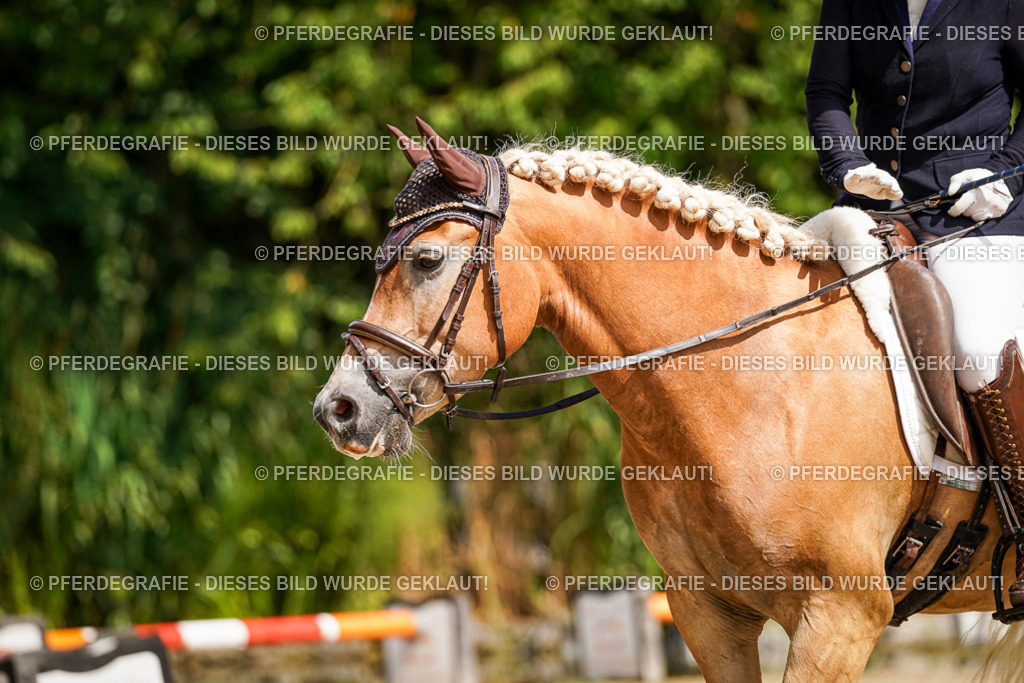 DSC09612 | Pferdegrafie