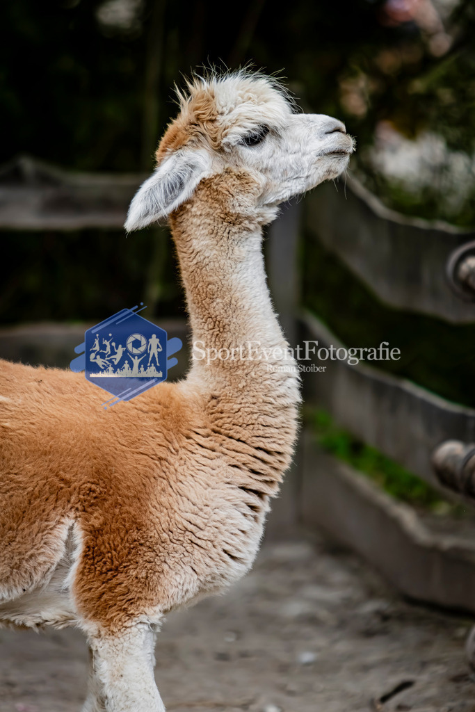 IMG_3816 | SportEventFotografie - Roman Stoiber