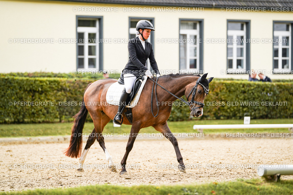 DSC01113 | Pferdegrafie