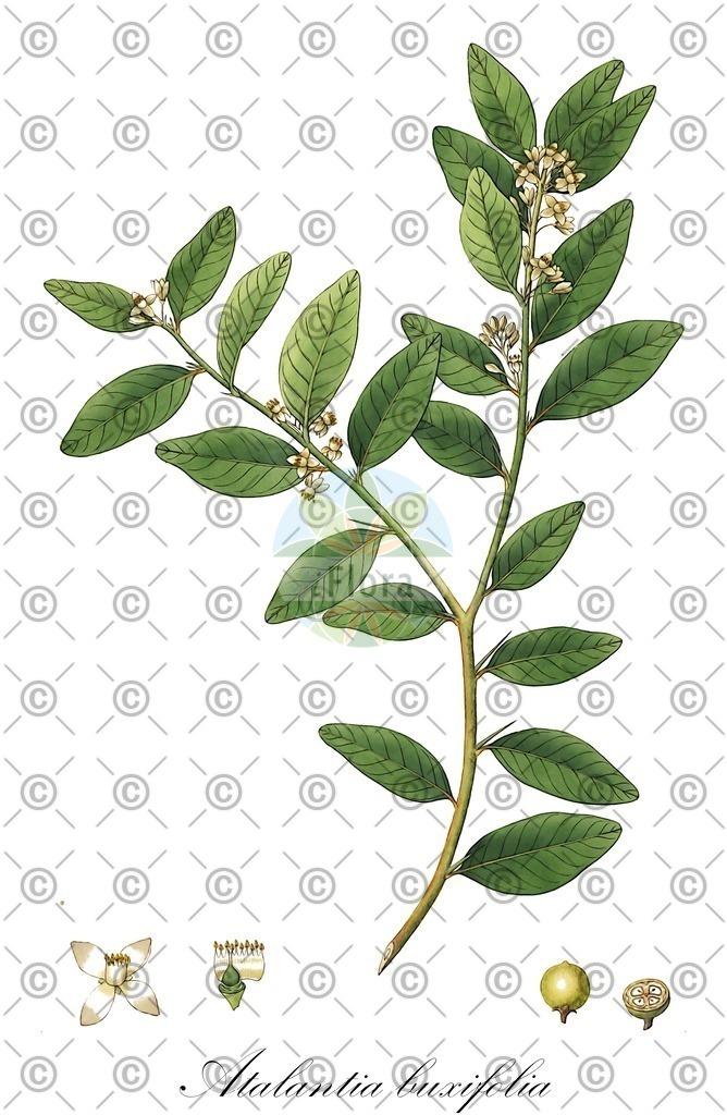 HistAbb_wfo-0000555288_2_ENZY_Simple | Historische Abbildung von Atalantia buxifolia - Rutaceae | Historical Illustration of Atalantia buxifolia - Rutaceae