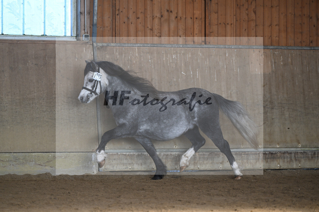 Kat-Nr. 17 Linderich Trudolfo v. Voermanhof Nicolas_ZG Seitle u Necker_49250732 | hf-fotografie - Realisiert mit Pictrs.com