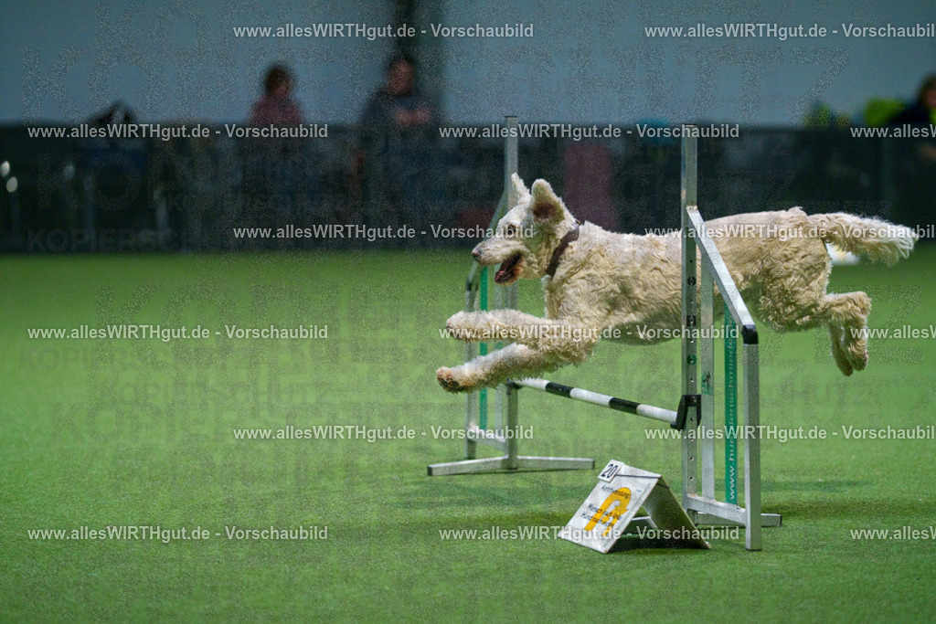 7R500792 | Professionelle Tierfotografie in Mönchengladbach von Daniel Wirth (allesWIRTHgut). Liebevolle & natürliche Bilder von Hunden & Katzen für unvergessliche Erinnerungen.