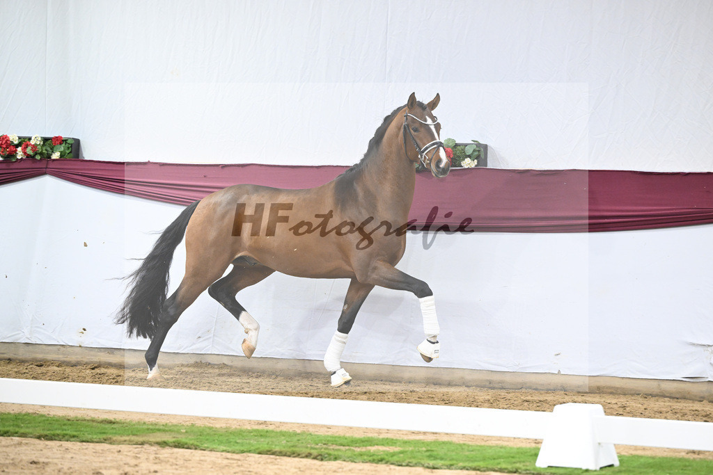 Kat-Nr. 120 Fanegro x Bequia_Johannes Gaab_47253918 | hf-fotografie - Realisiert mit Pictrs.com