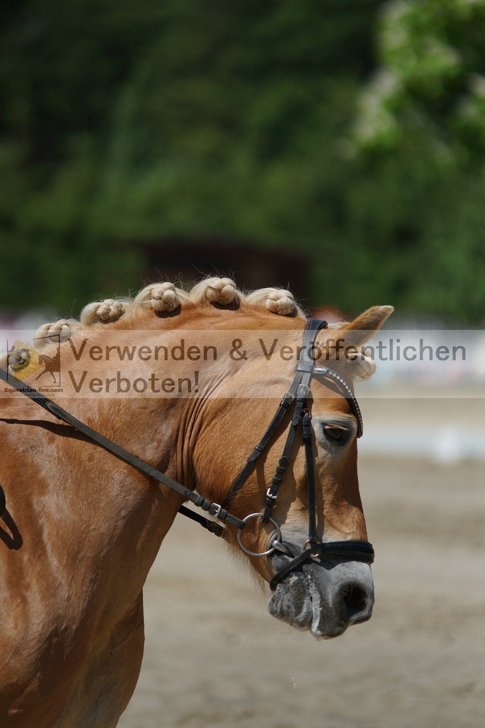 DSC03271 | equestrian-live-com