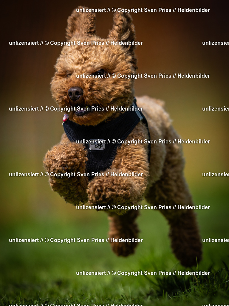 Sven Pries | 2025-04-13 - Hunderennen Baden-Baden - Realisiert mit Pictrs.com